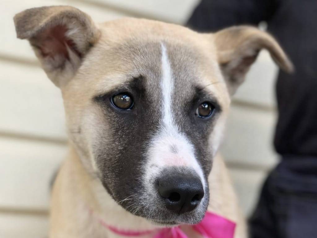 Adotta un cane, maschio, 6 mesi, Latina