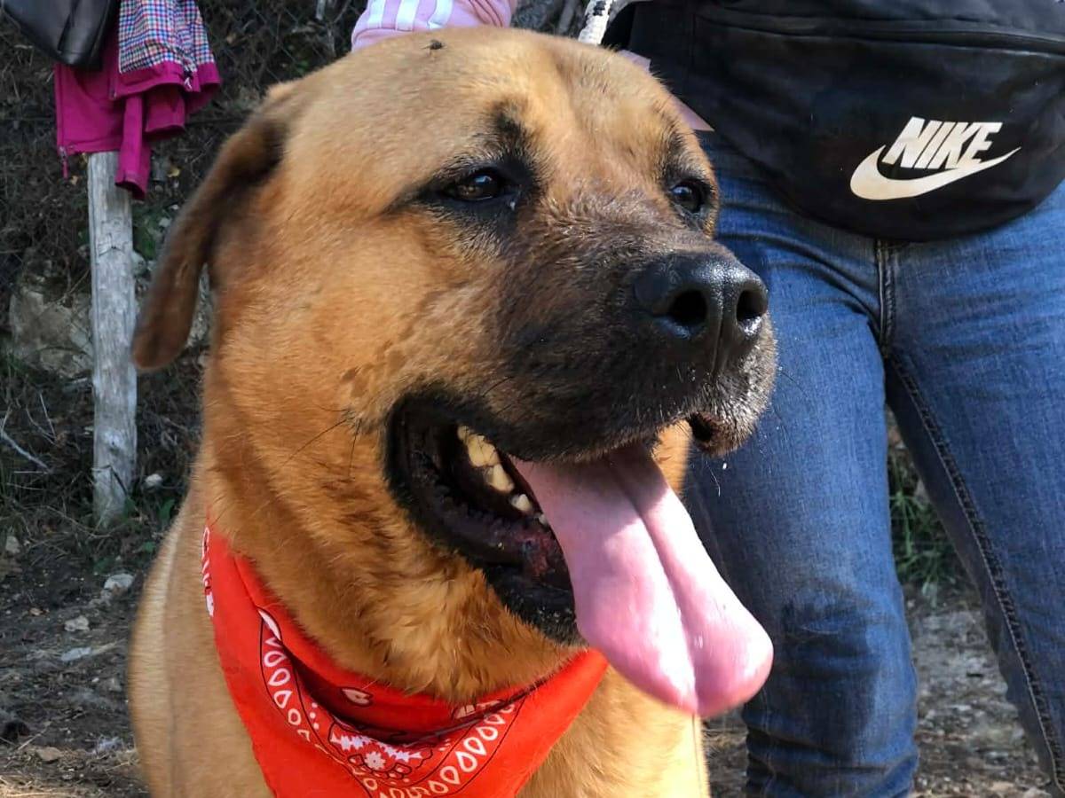 Adozione cane, maschio, Razza sconosciuta Razza sconosciuta, 2 anni e 1 mese, taglia gigante, Latina