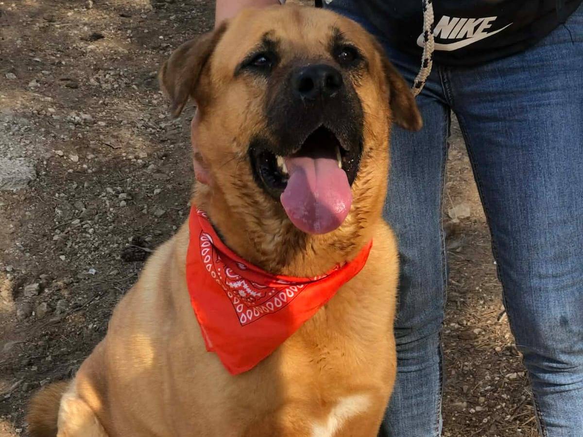 Adotta un cane, maschio, 2 anni e 1 mese, Latina