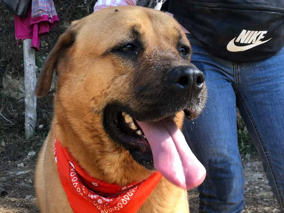 Adotta un cane, taglia gigante, maschio, Latina