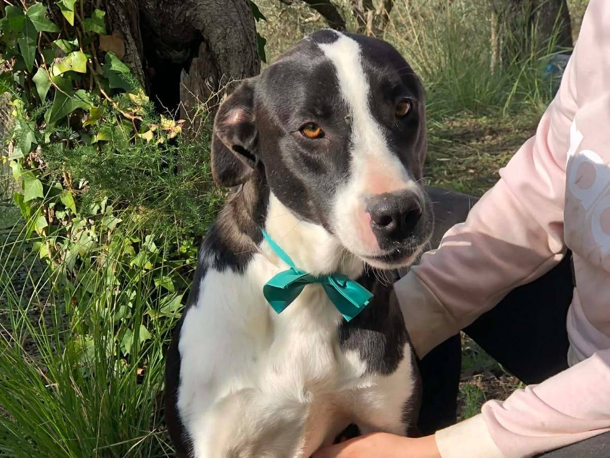 Adozione cane, femmina, Razza sconosciuta Razza sconosciuta, 2 anni e 2 mesi, taglia grande, Latina