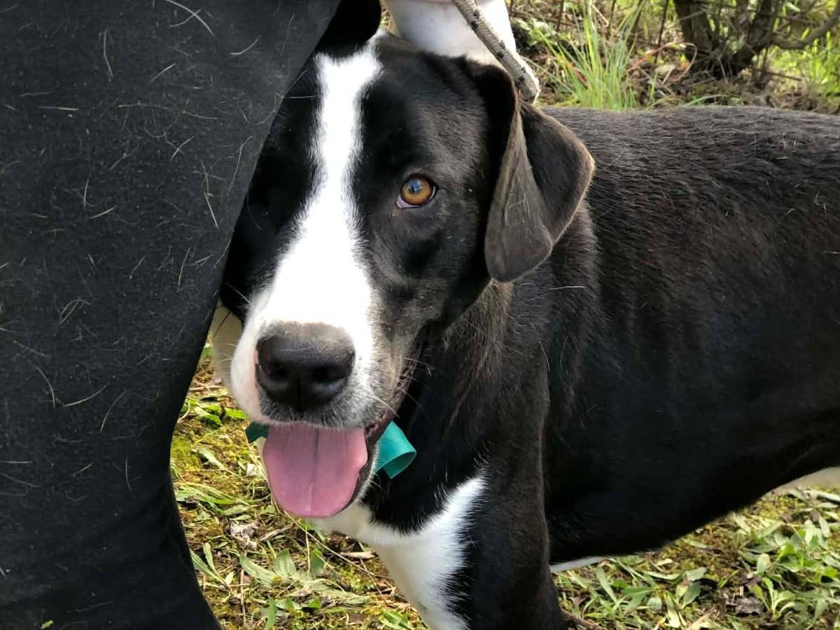 Adotta un cane, taglia grande, femmina, Latina