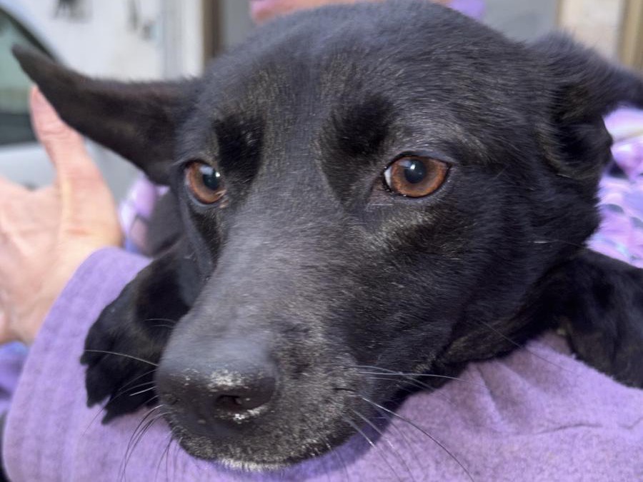 Adotta un cane, taglia media contenuta, femmina, Latina