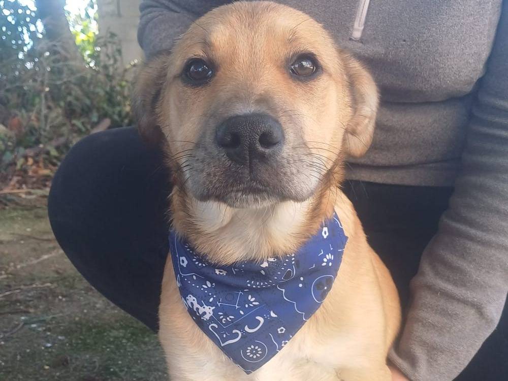 Adozione cane, maschio, Razza sconosciuta Razza sconosciuta, 4 mesi, taglia grande, Catanzaro