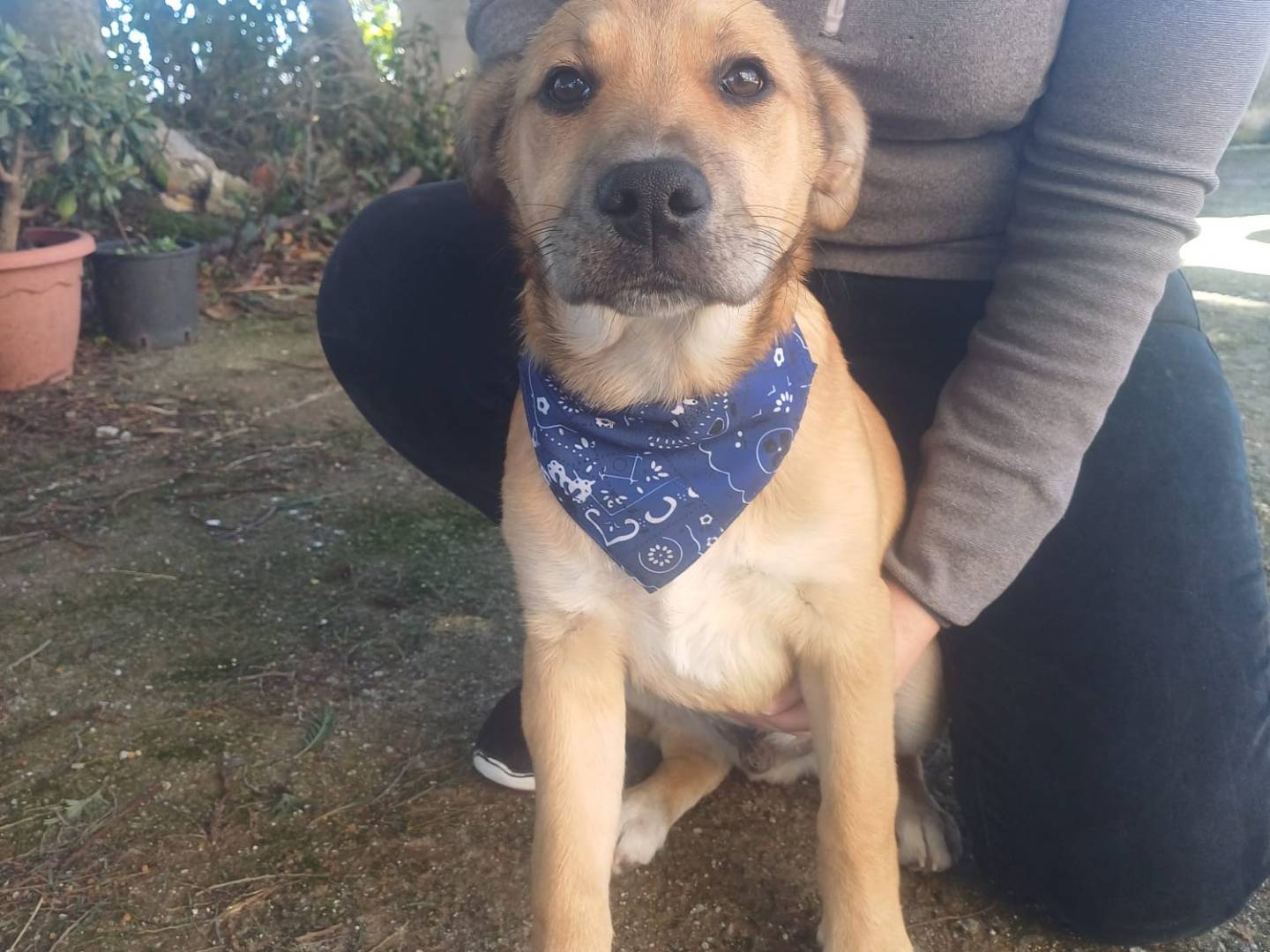 Adotta un cane, maschio, 4 mesi, Catanzaro