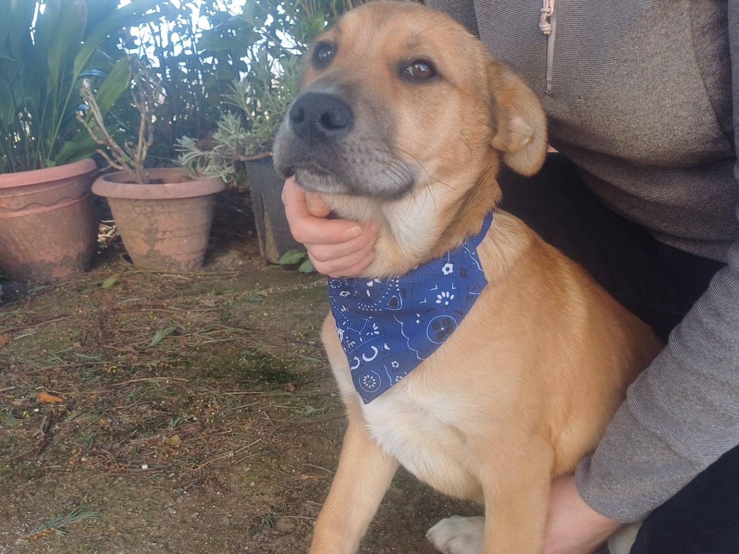 Vuoi adottare un cane a Catanzaro?