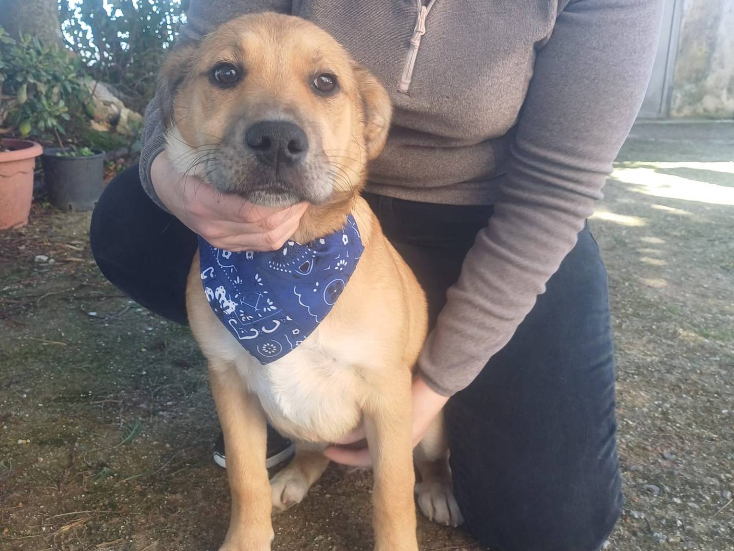 Adotta il cane Zeus a Catanzaro