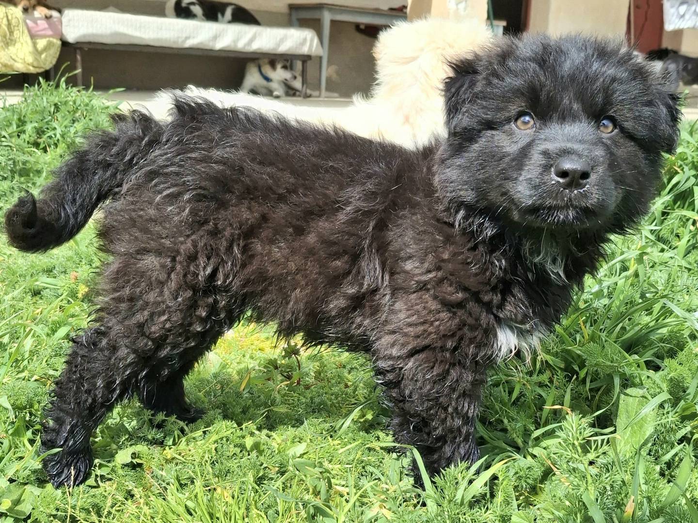 Adozione cane, maschio, Razza sconosciuta Razza sconosciuta, 2 mesi, taglia grande, Palermo