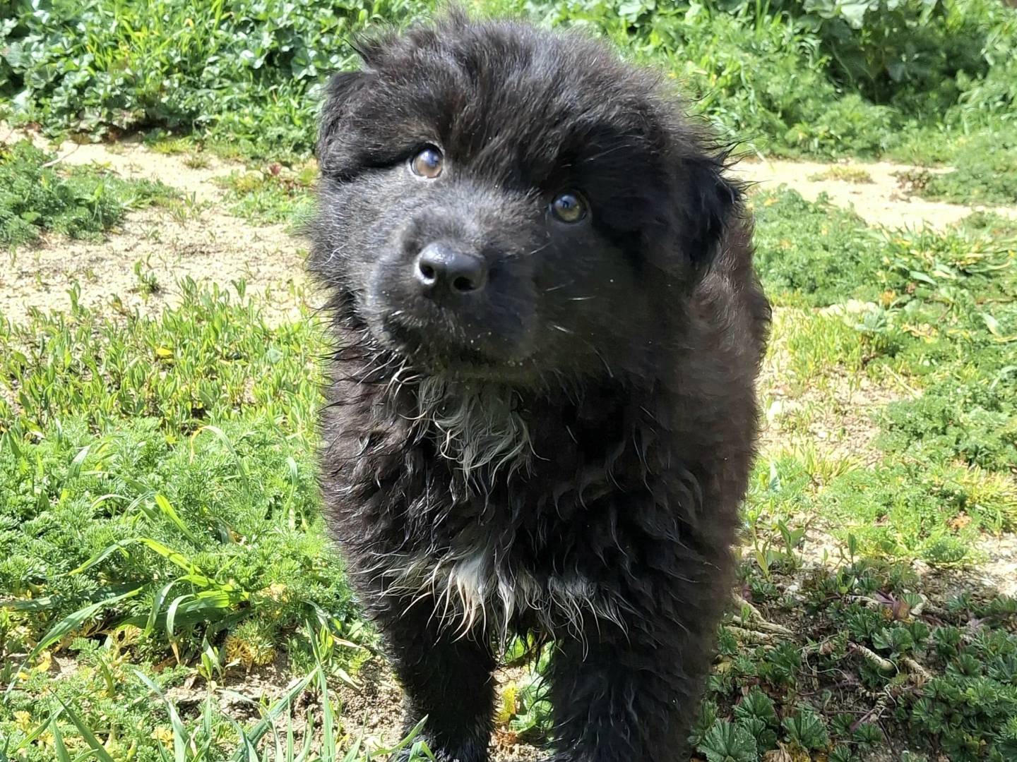 Adotta un cane, taglia grande, maschio, Palermo