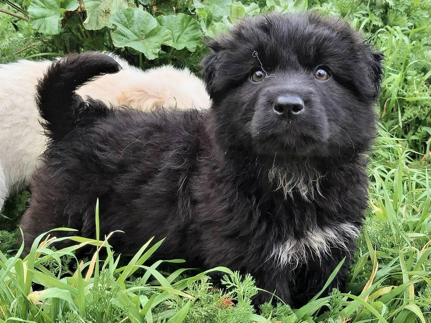 Vuoi adottare un cane a Palermo?