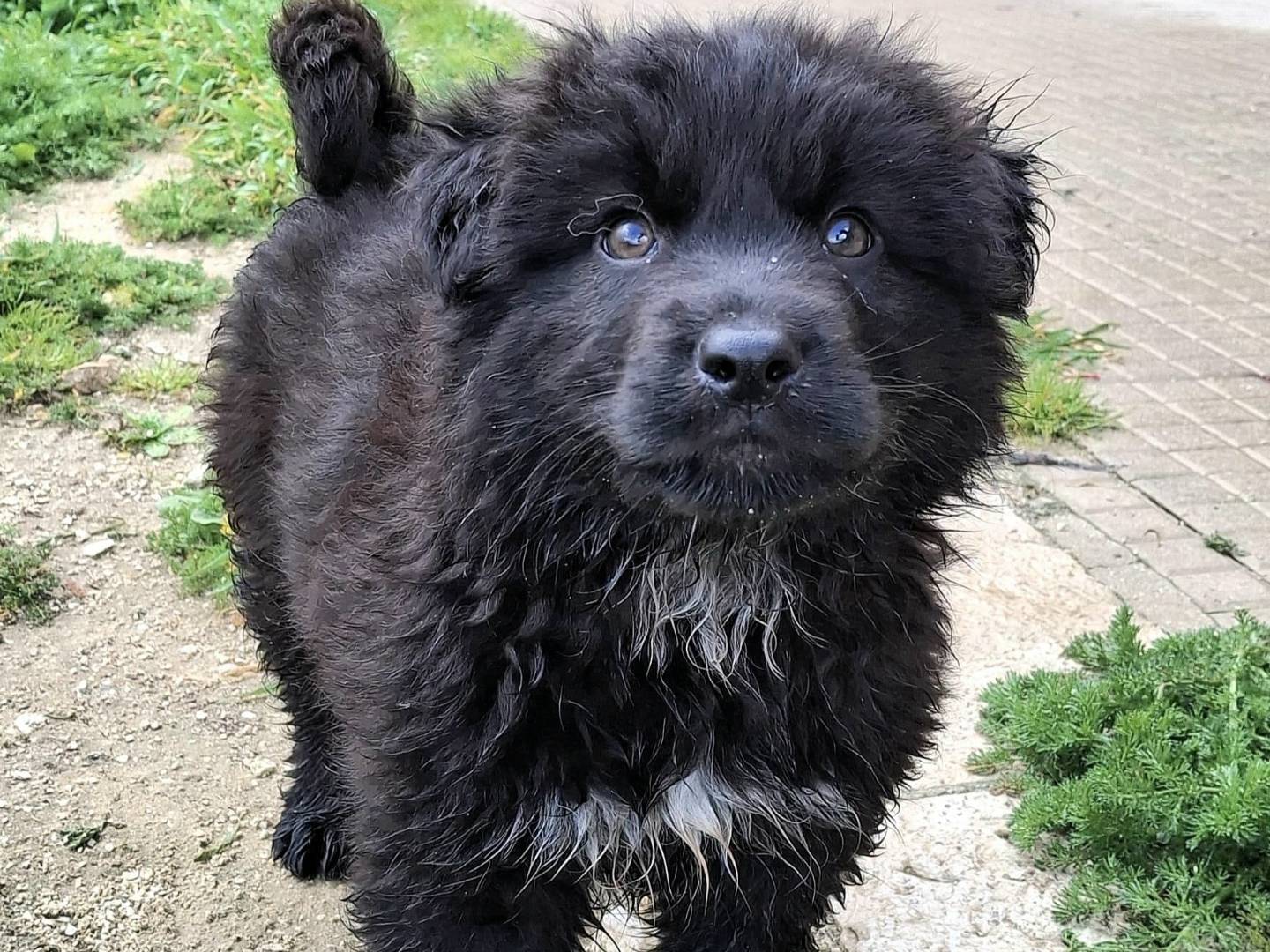 Adotta il cane Brian  a Palermo