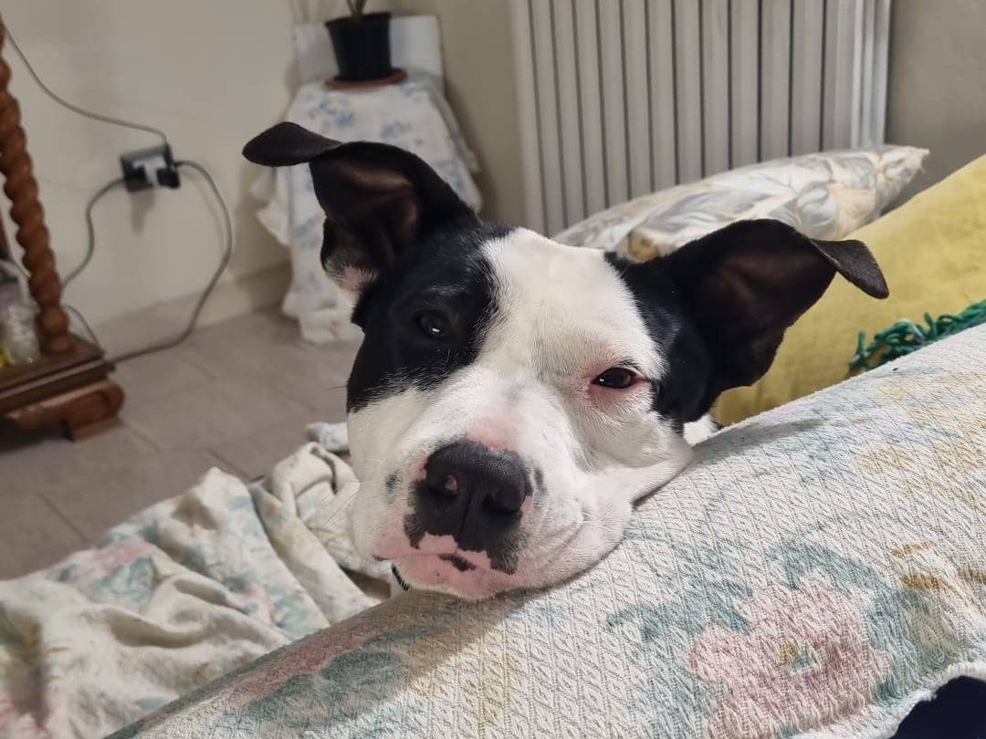 Adotta un cane, taglia media, maschio, Vibo