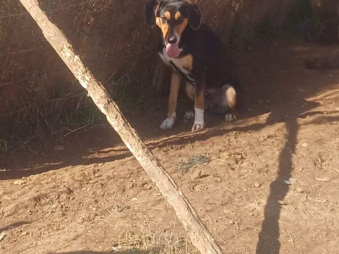 Adozione cane, maschio, Razza sconosciuta Razza sconosciuta, 11 mesi, taglia media contenuta, Catanzaro