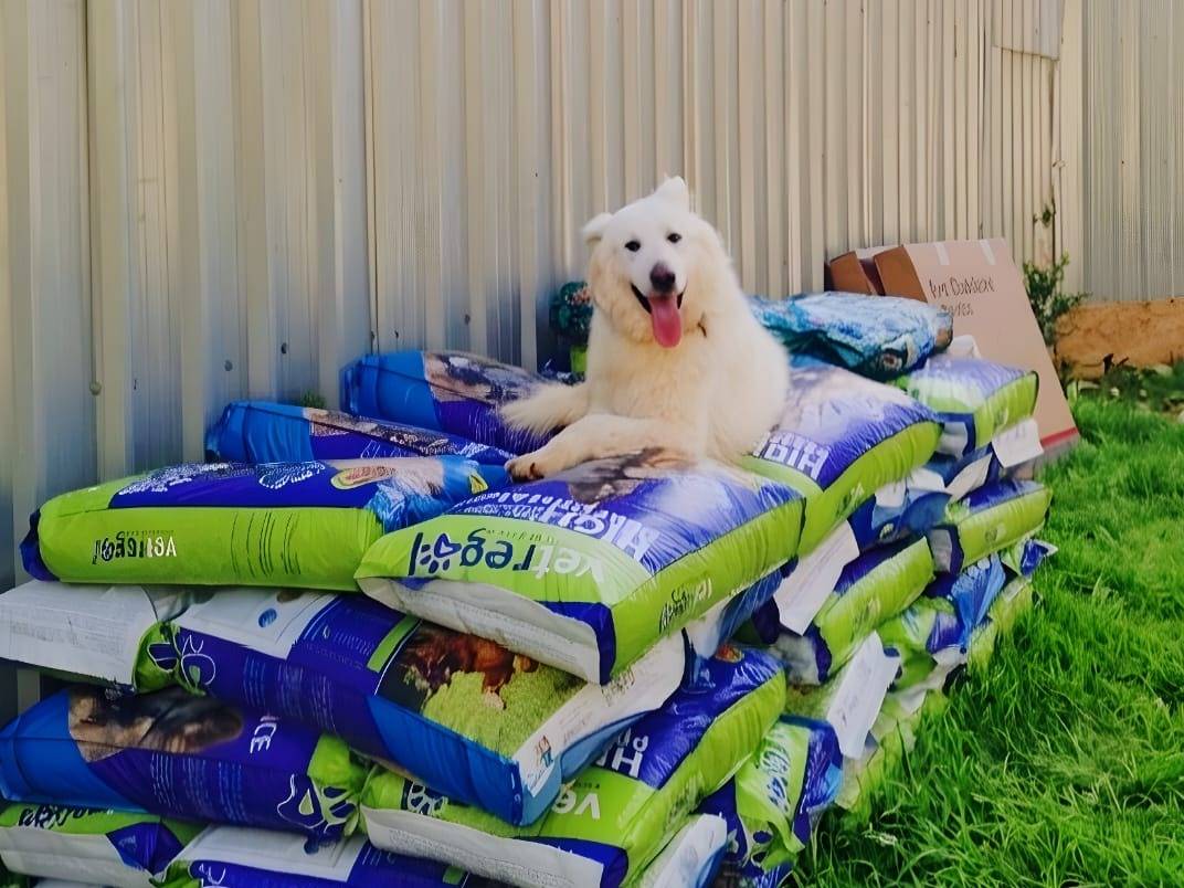 Adotta il cane Gucci a Milano