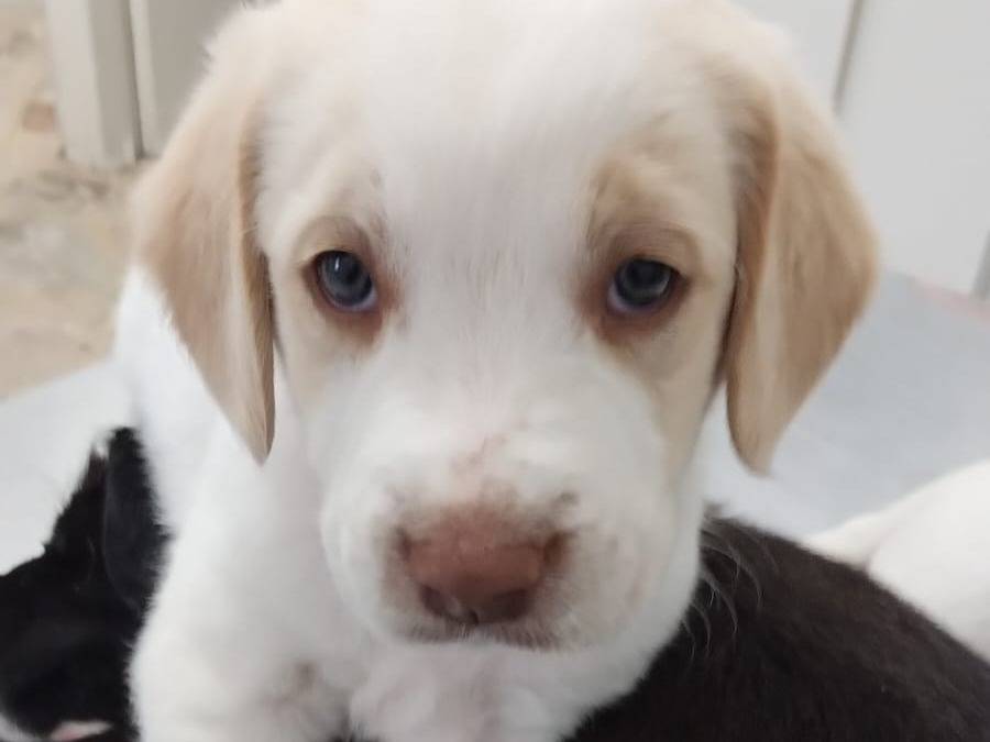 Adozione cane, maschio, Razza sconosciuta Razza sconosciuta, 2 mesi, taglia media, Agrigento