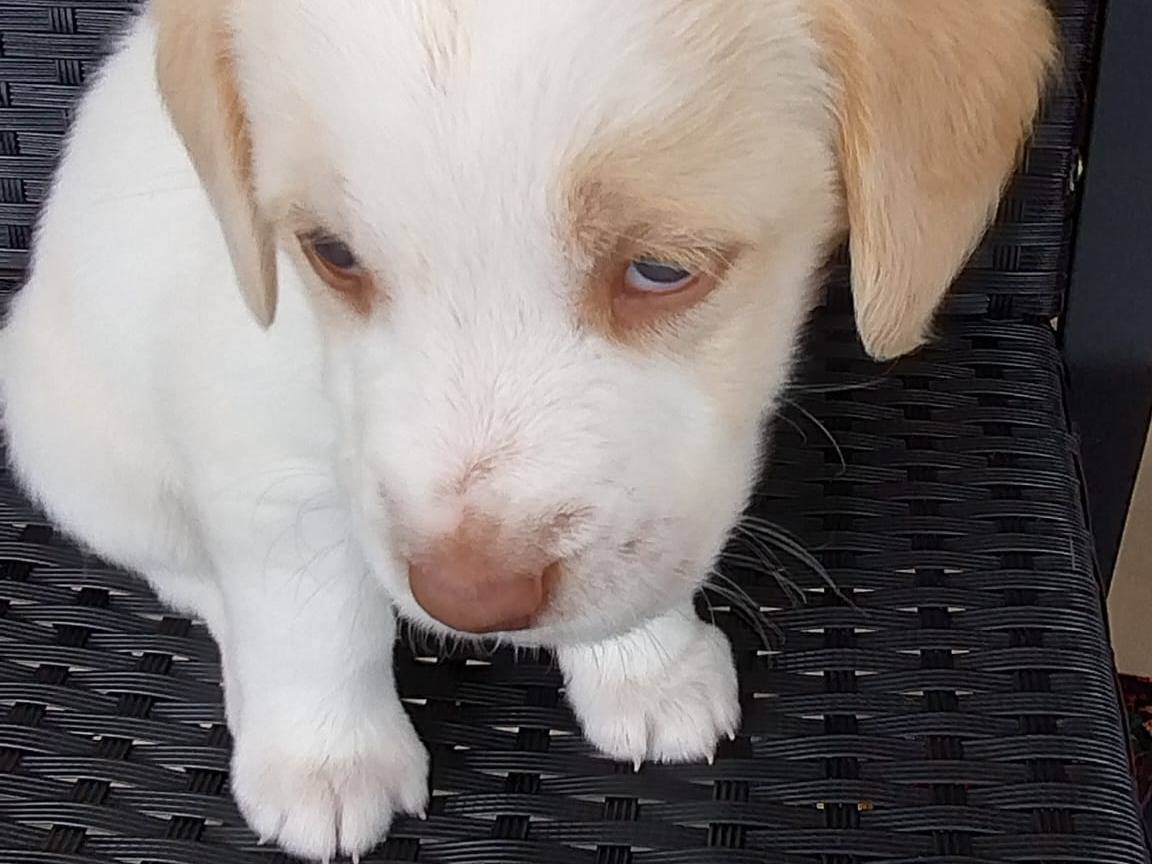 Adotta un cane, maschio, 2 mesi, Agrigento