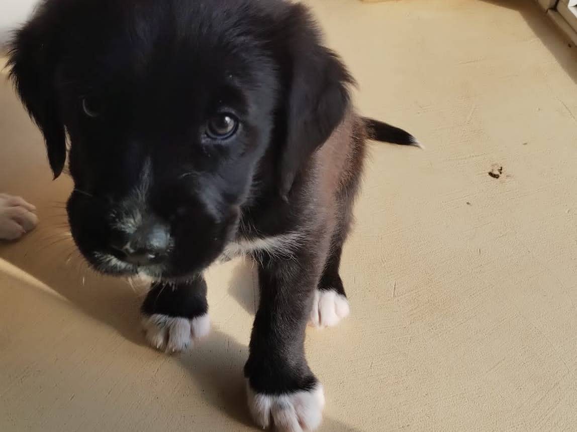 Adozione cane, maschio, Razza sconosciuta Razza sconosciuta, 2 mesi, taglia media, Agrigento