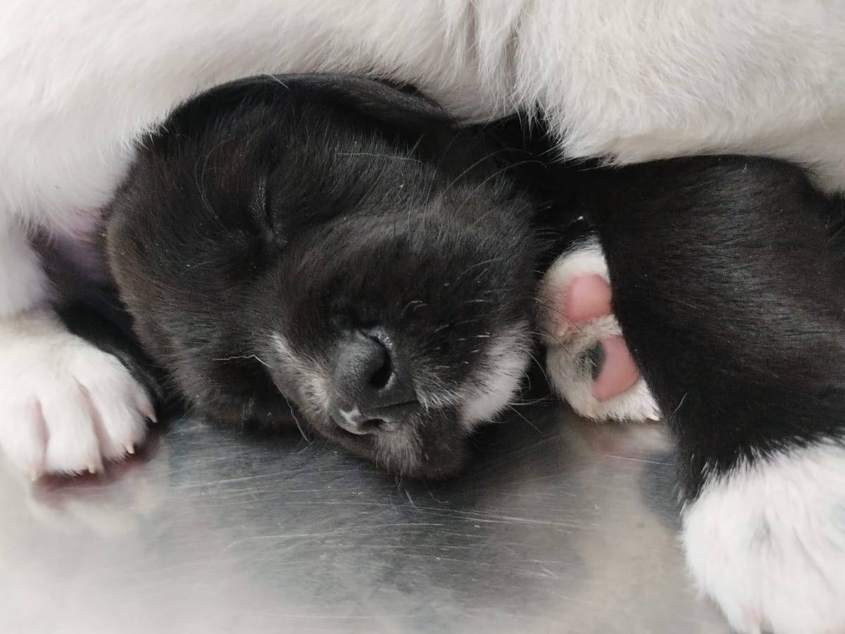 Adotta un cane, taglia media, maschio, Agrigento