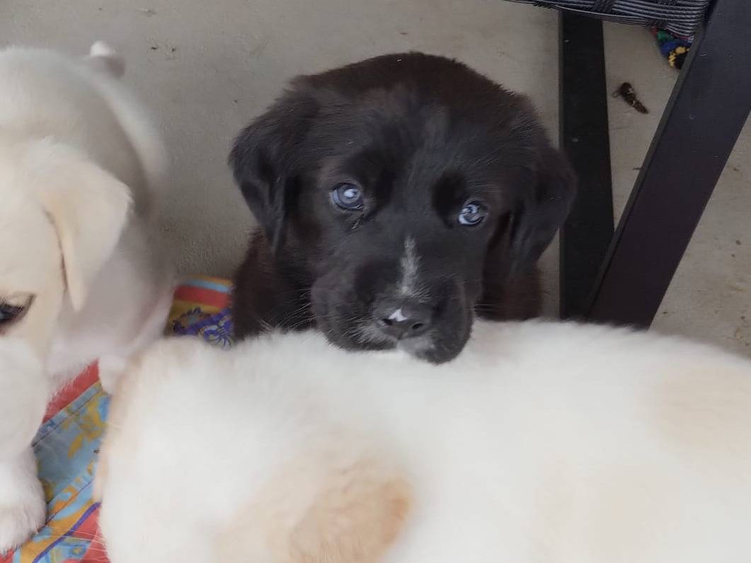 Vuoi adottare un cane a Agrigento?