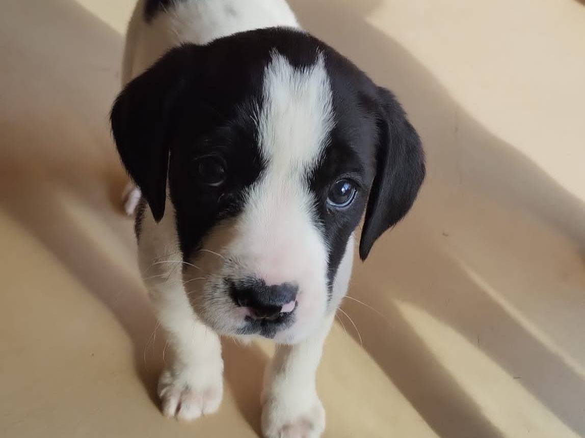 Adozione cane, femmina, Razza sconosciuta Razza sconosciuta, 2 mesi, taglia media, Agrigento