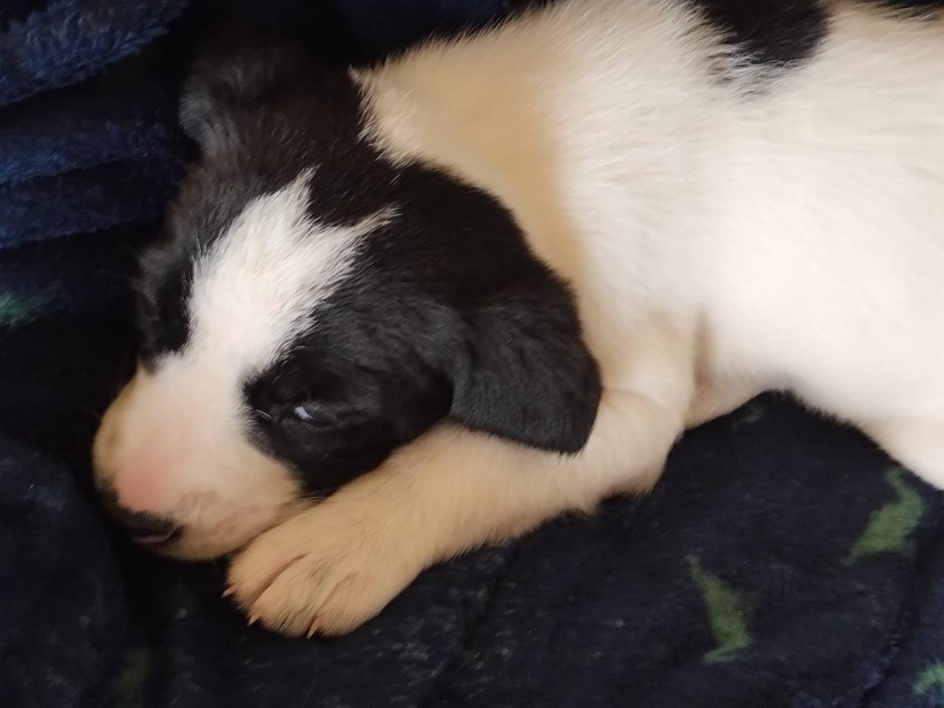 Adotta un cane, femmina, 2 mesi, Agrigento