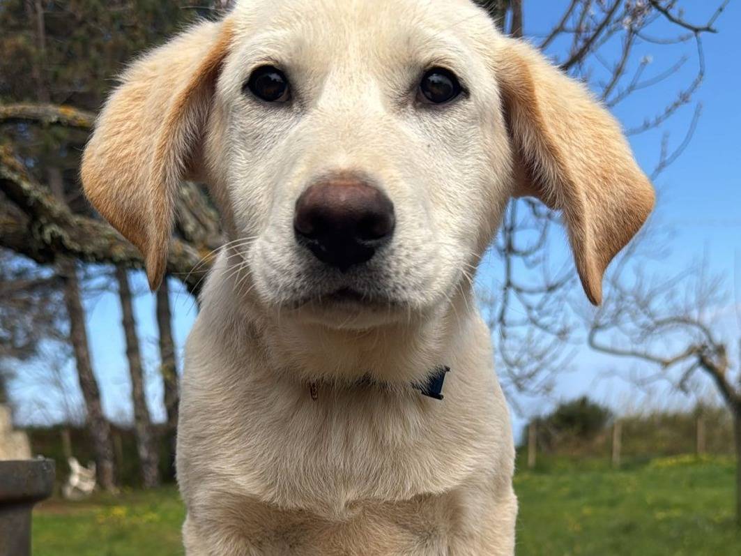 Adozione cane, maschio, Razza sconosciuta Razza sconosciuta, 3 mesi, taglia media, Vibo
