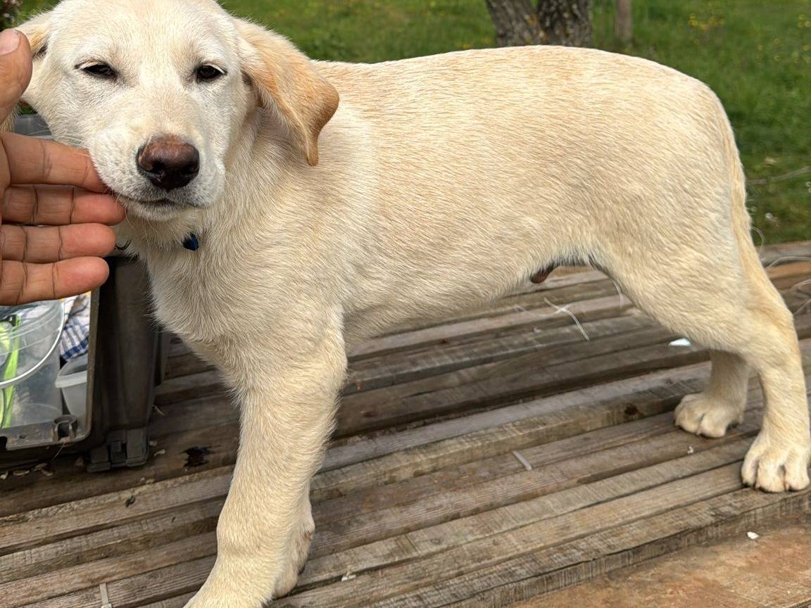 Adotta un cane, maschio, 3 mesi, Vibo