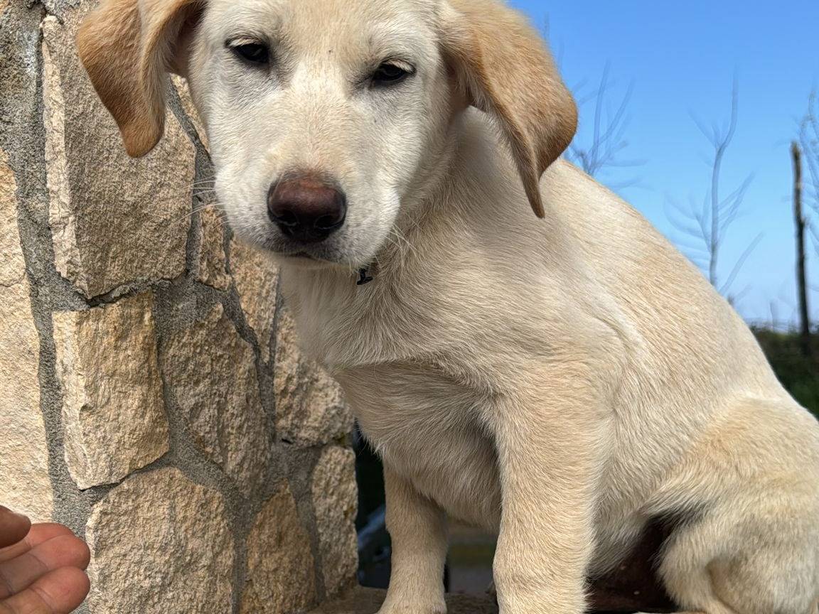 Adotta un cane, taglia media, maschio, Vibo
