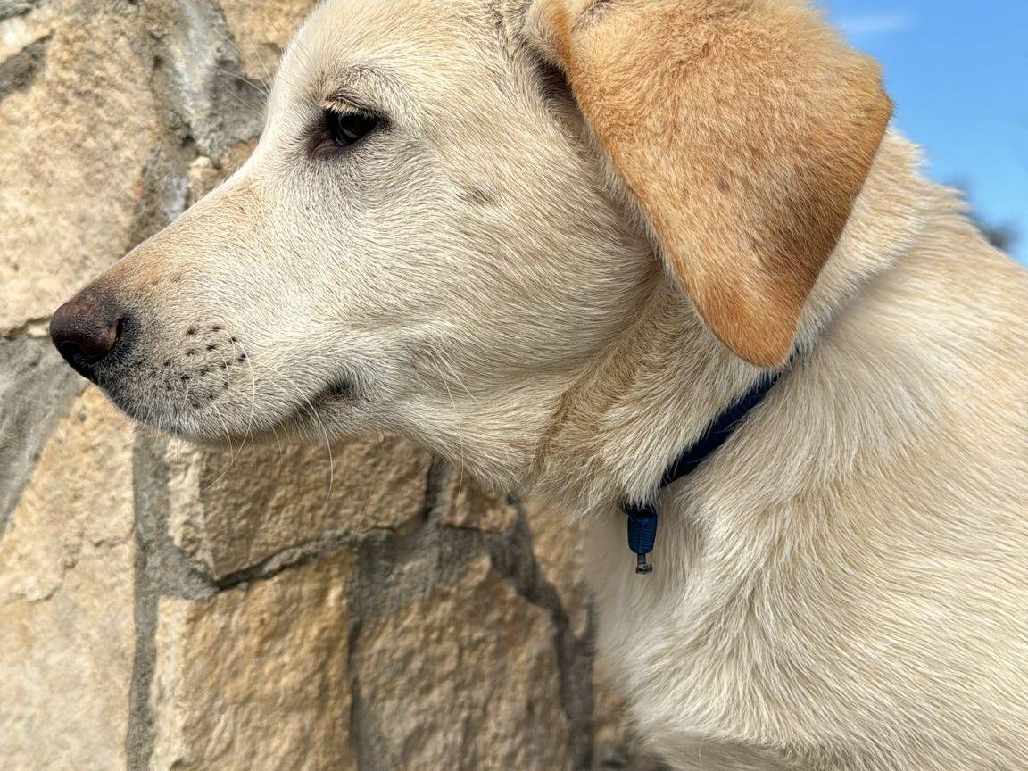 Vuoi adottare un cane a Vibo?