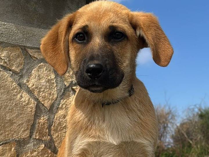 Adozione cane, maschio, Razza sconosciuta Razza sconosciuta, 3 mesi, taglia media, Vibo