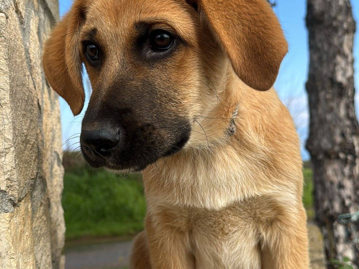 Adotta un cane, maschio, 3 mesi, Vibo