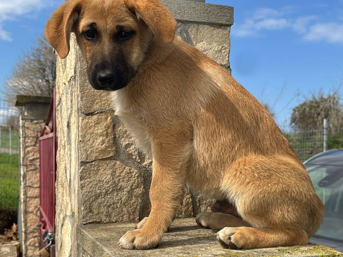 Adotta un cane, taglia media, maschio, Vibo