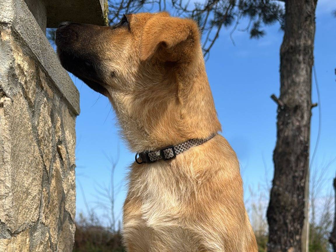 Adotta il cane NETO a Vibo