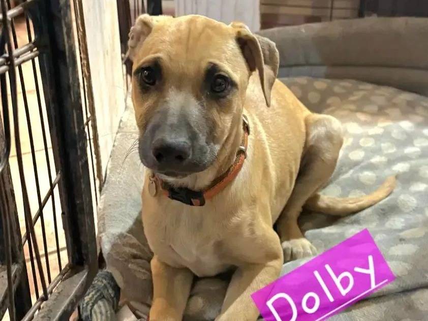 Adozione cane, femmina, Razza sconosciuta Razza sconosciuta, 3 mesi, taglia media contenuta, Roma