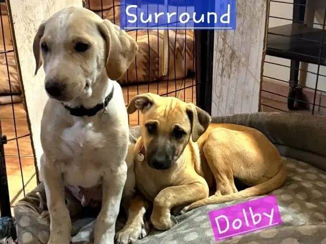 Adotta un cane, femmina, 3 mesi, Roma