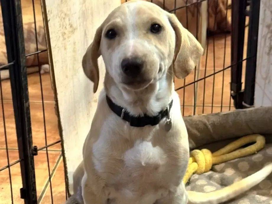 Adozione cane, maschio, Razza sconosciuta Razza sconosciuta, 3 mesi, taglia media contenuta, Roma