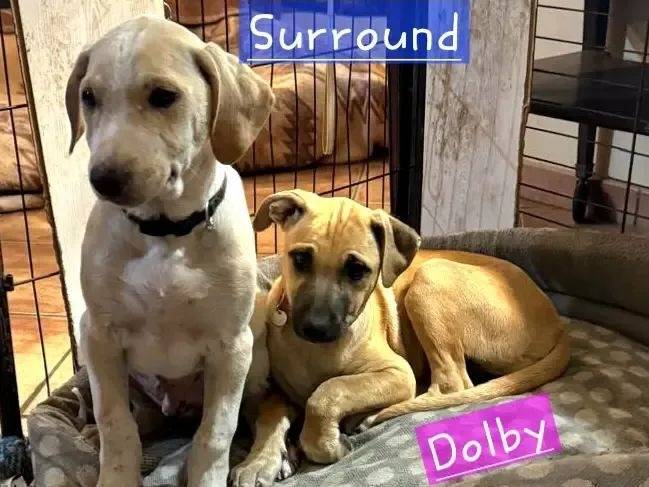 Adotta un cane, maschio, 3 mesi, Roma