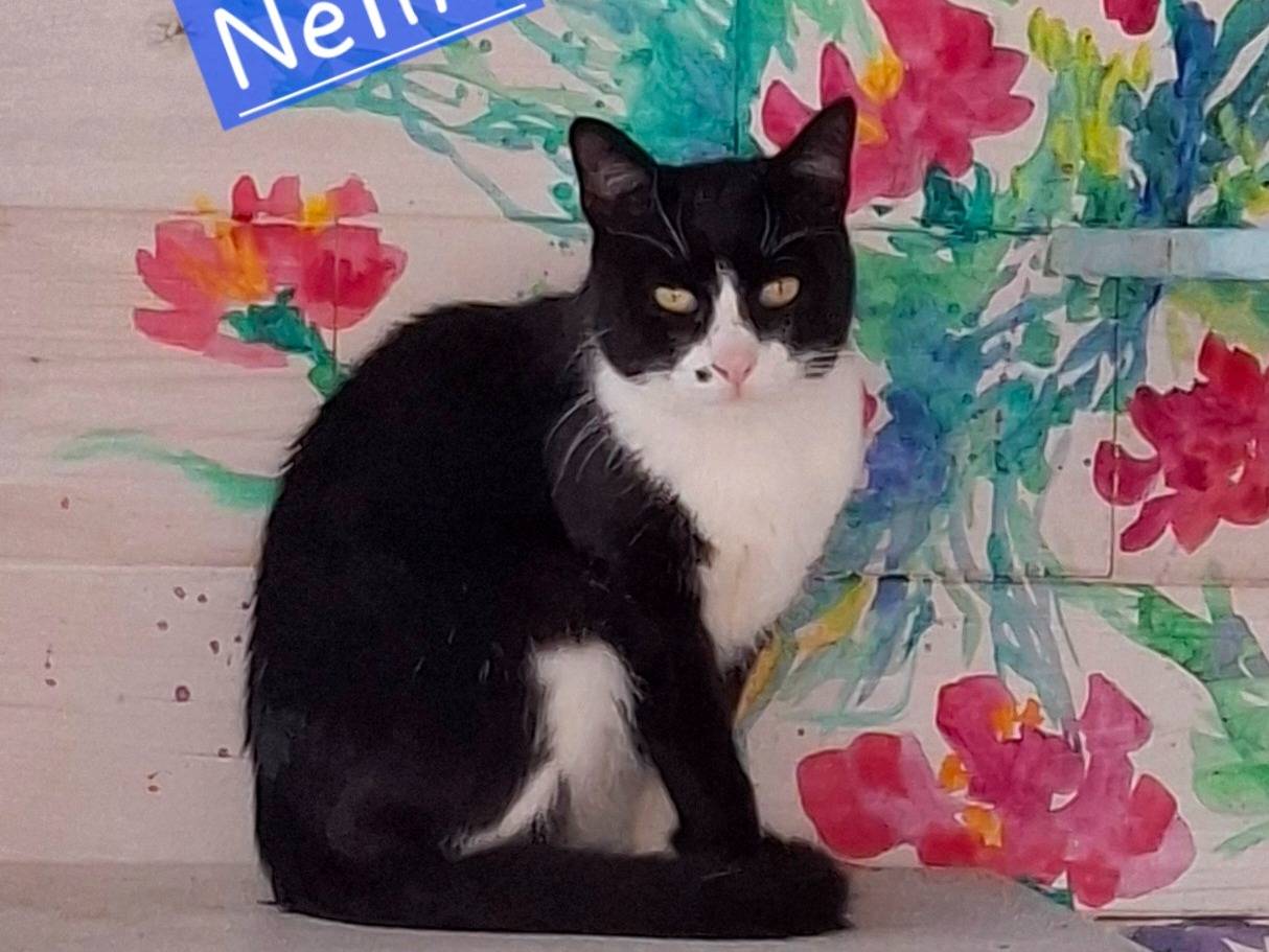 Adozione gatto, maschio, Razza sconosciuta Razza sconosciuta, 7 mesi, taglia non valida, Latina