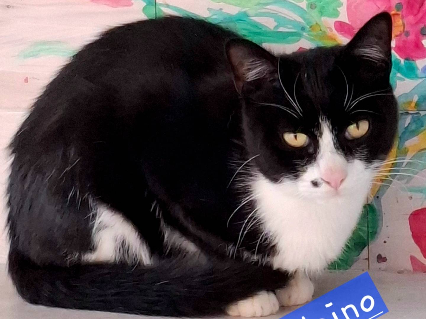 Adotta un gatto, maschio, 7 mesi, Latina