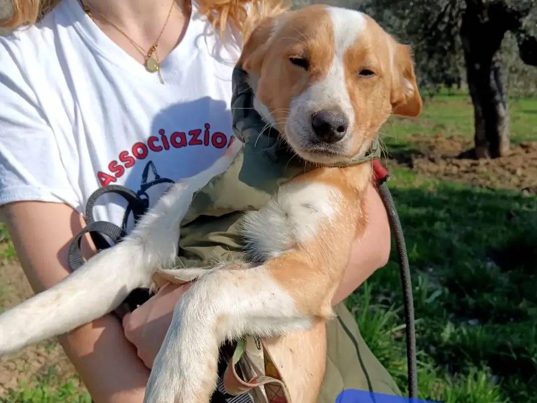 Adozione cane, maschio, Razza sconosciuta Razza sconosciuta, 8 mesi, taglia media contenuta, Roma