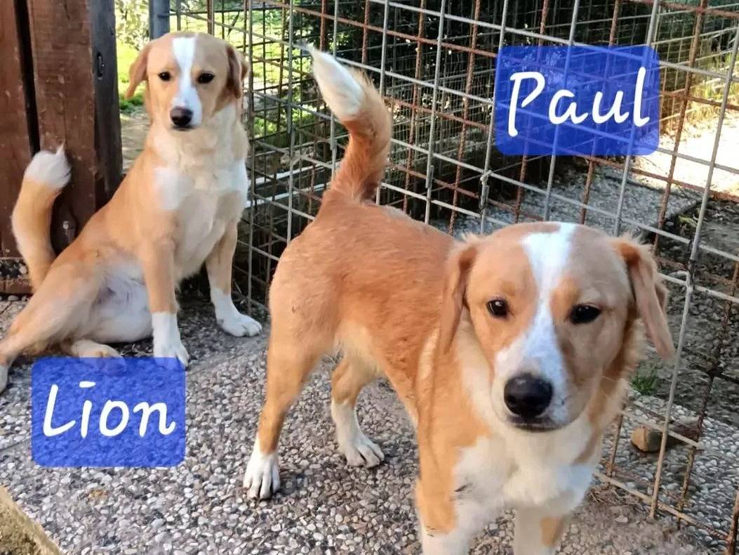 Adotta un cane, maschio, 8 mesi, Roma