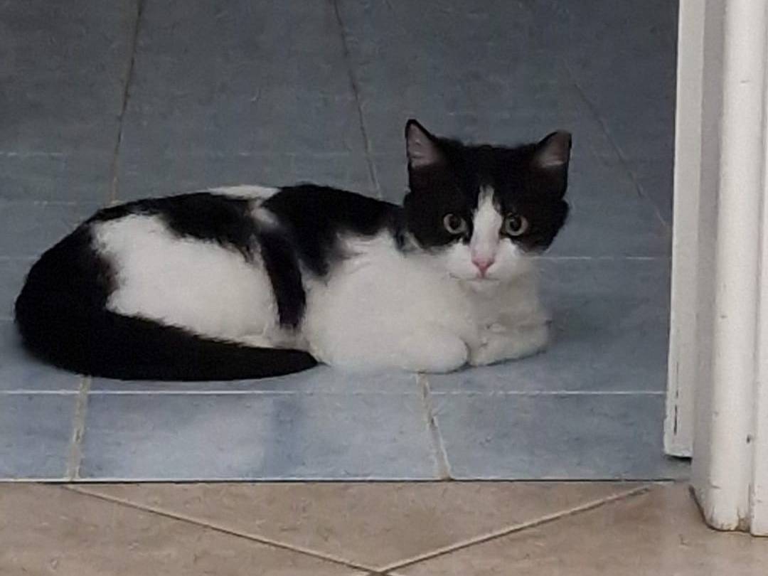 Adozione gatto, femmina, Razza sconosciuta Razza sconosciuta, 4 mesi, taglia non valida, Livorno