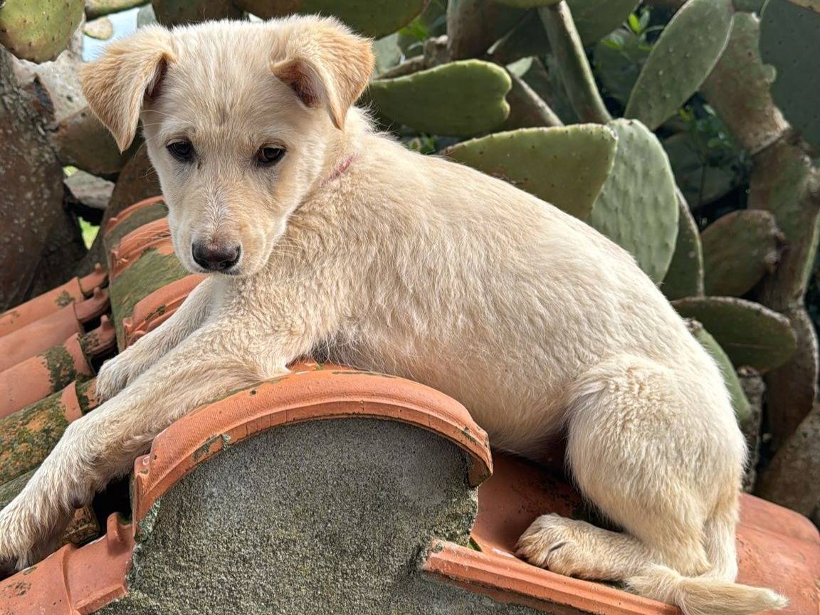 Adozione cane, femmina, Razza sconosciuta Razza sconosciuta, 3 mesi, taglia media, Vibo