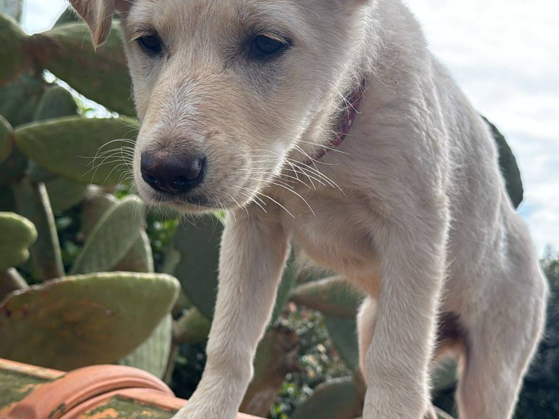 Adotta un cane, femmina, 3 mesi, Vibo