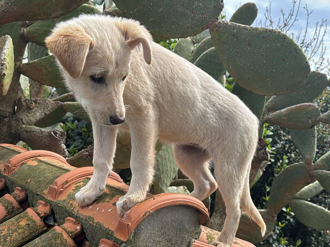 Adotta un cane, taglia media, femmina, Vibo