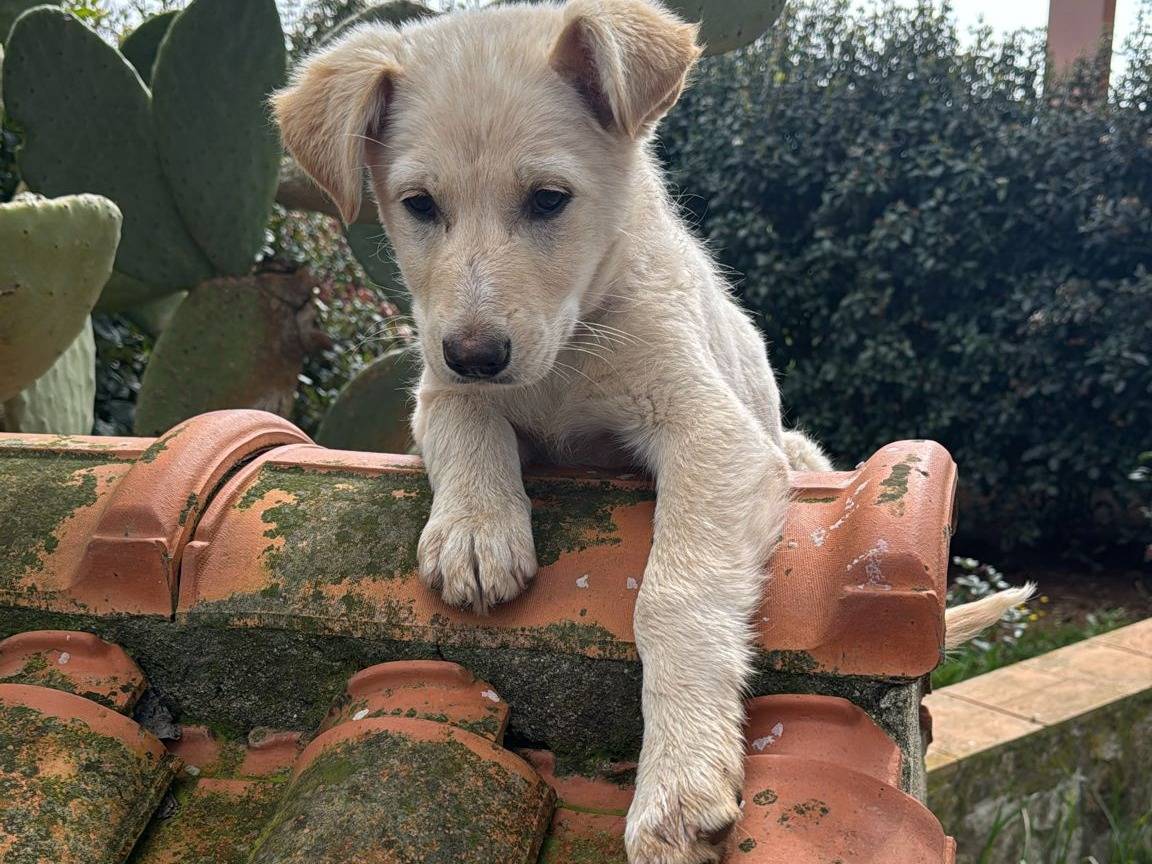 Vuoi adottare un cane a Vibo?