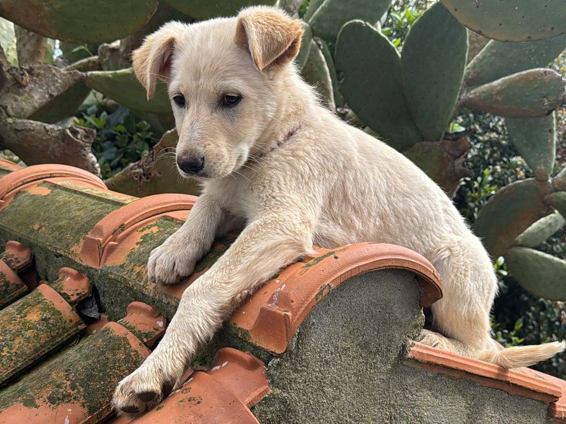 Adotta il cane NORAH  a Vibo