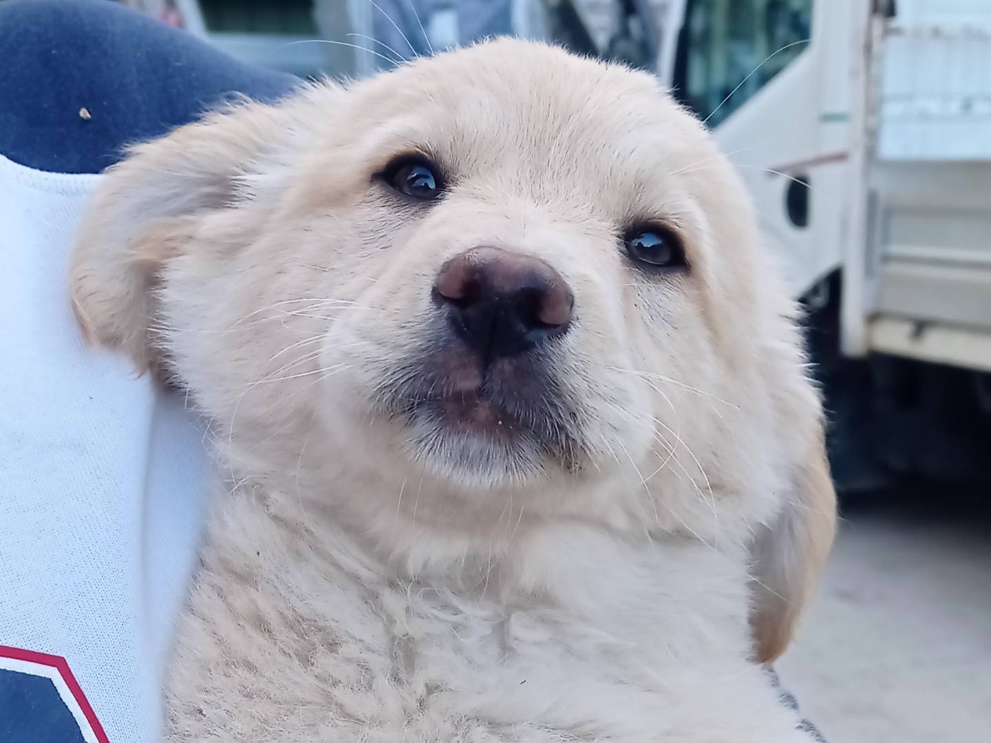 Adozione cane, femmina, Razza sconosciuta Razza sconosciuta, 2 mesi, taglia media contenuta, Catanzaro