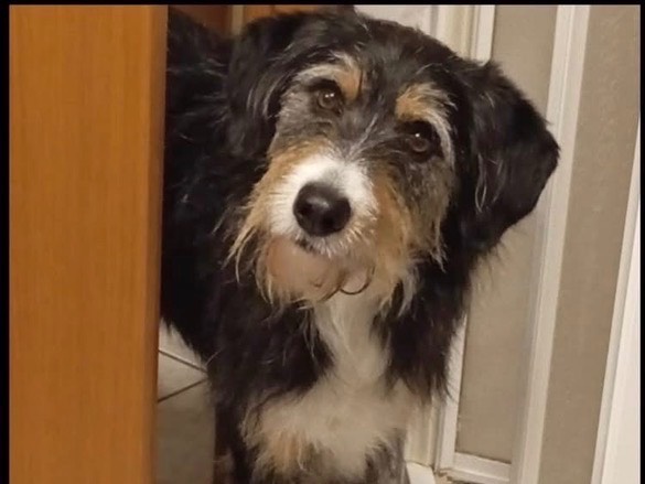 Adozione cane, maschio, Razza sconosciuta Razza sconosciuta, 7 anni e 1 mese, taglia media, Verona