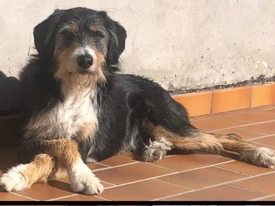 Adotta un cane, maschio, 7 anni e 1 mese, Verona
